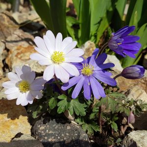 40 Anemone Blanda MIX Spring Flowering Bulbs Hardy Perennial Garden Plant Corms