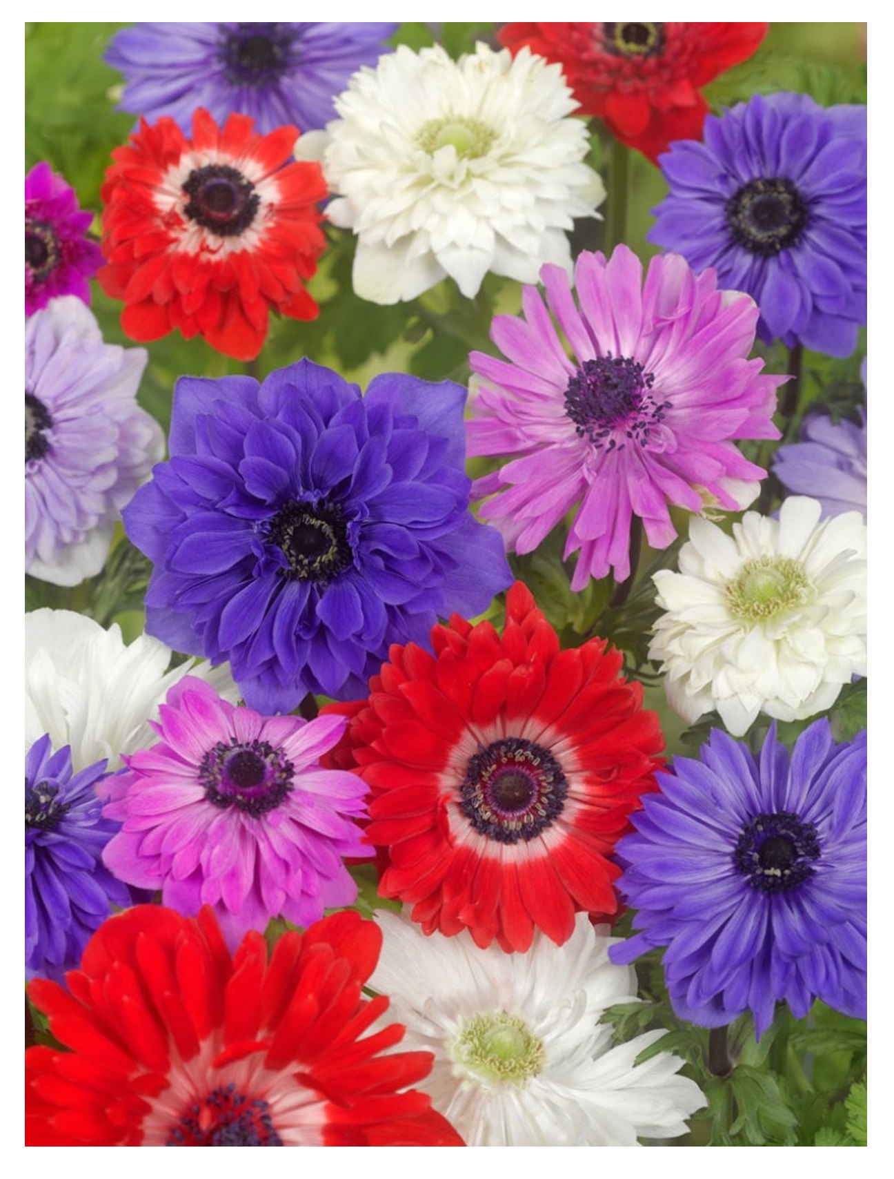 40 Anemone ST. BRIGID Mixed Spring/Summer Flowering Bulbs Garden Perennial Corms - Image 5