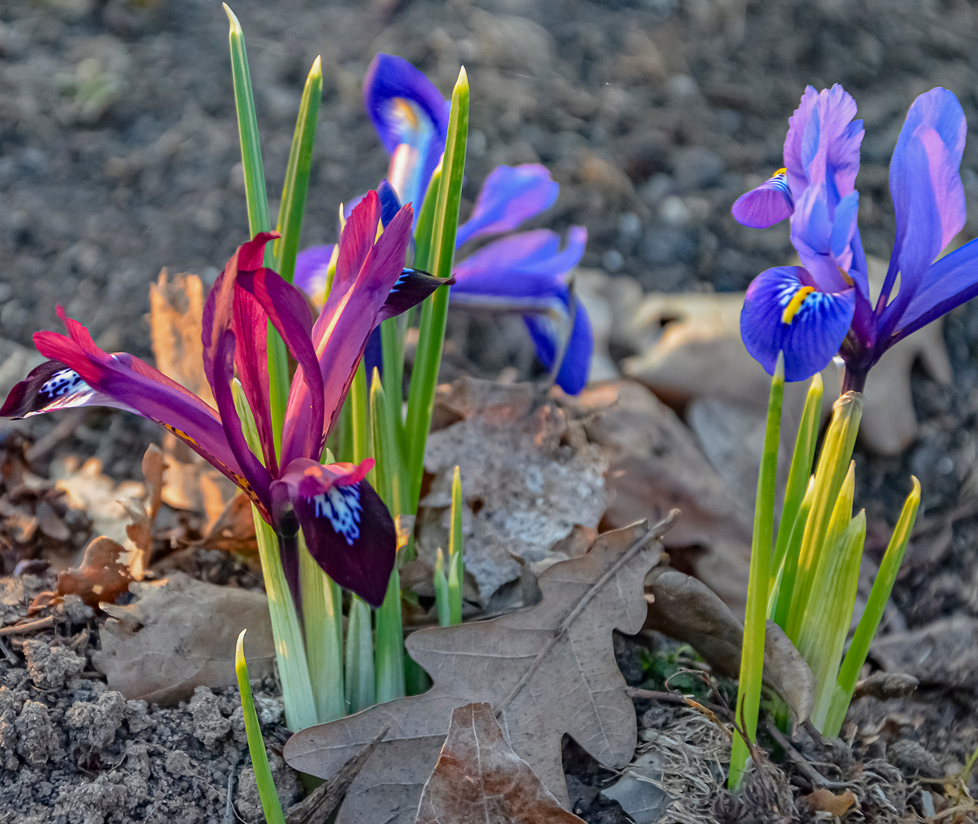 Iris Reticulata Mixed Bulbs Dwarf Spring Flowering Hardy Garden Perennial Flower - Image 2