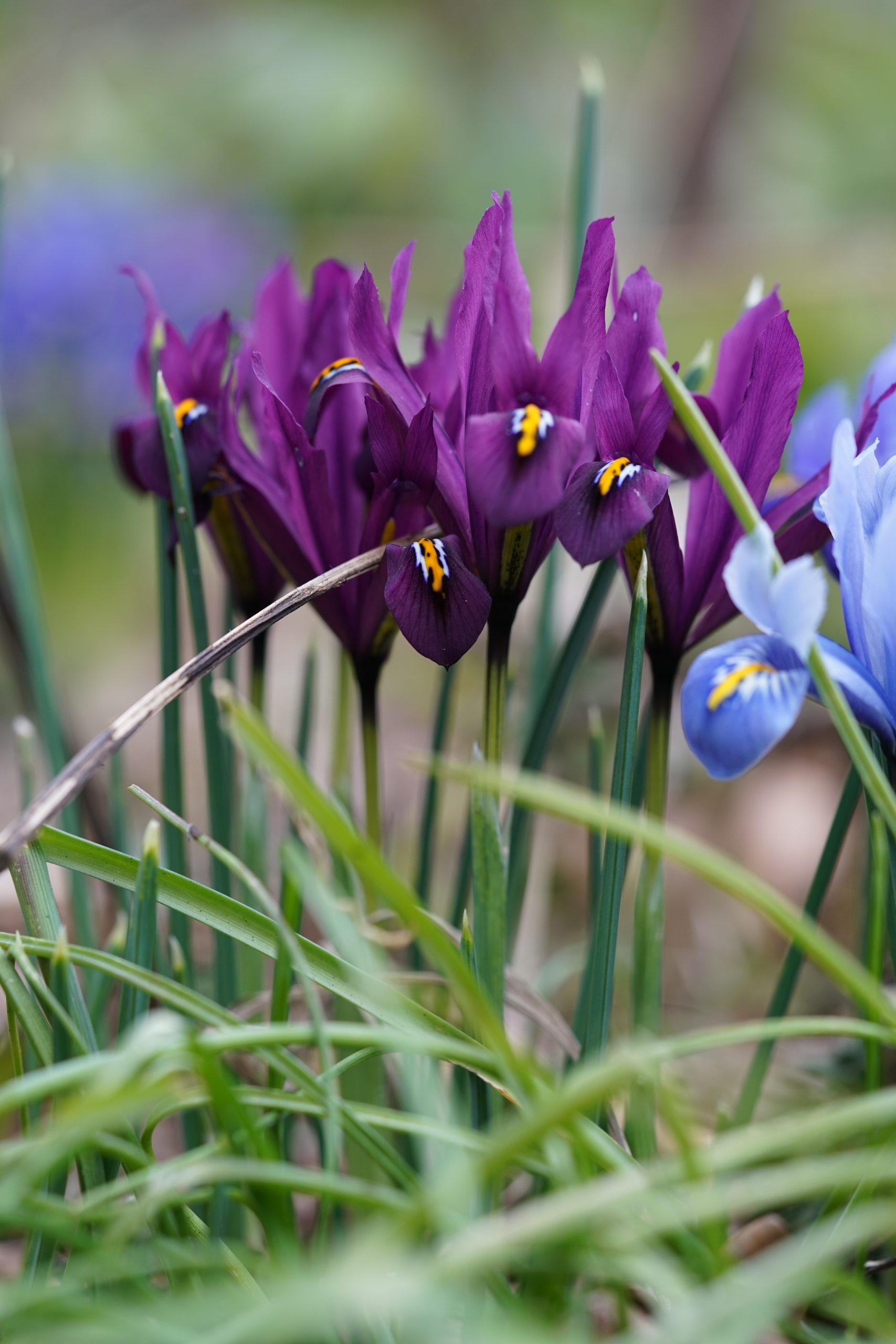 Iris Reticulata Mixed Bulbs Dwarf Spring Flowering Hardy Garden Perennial Flower - Image 8