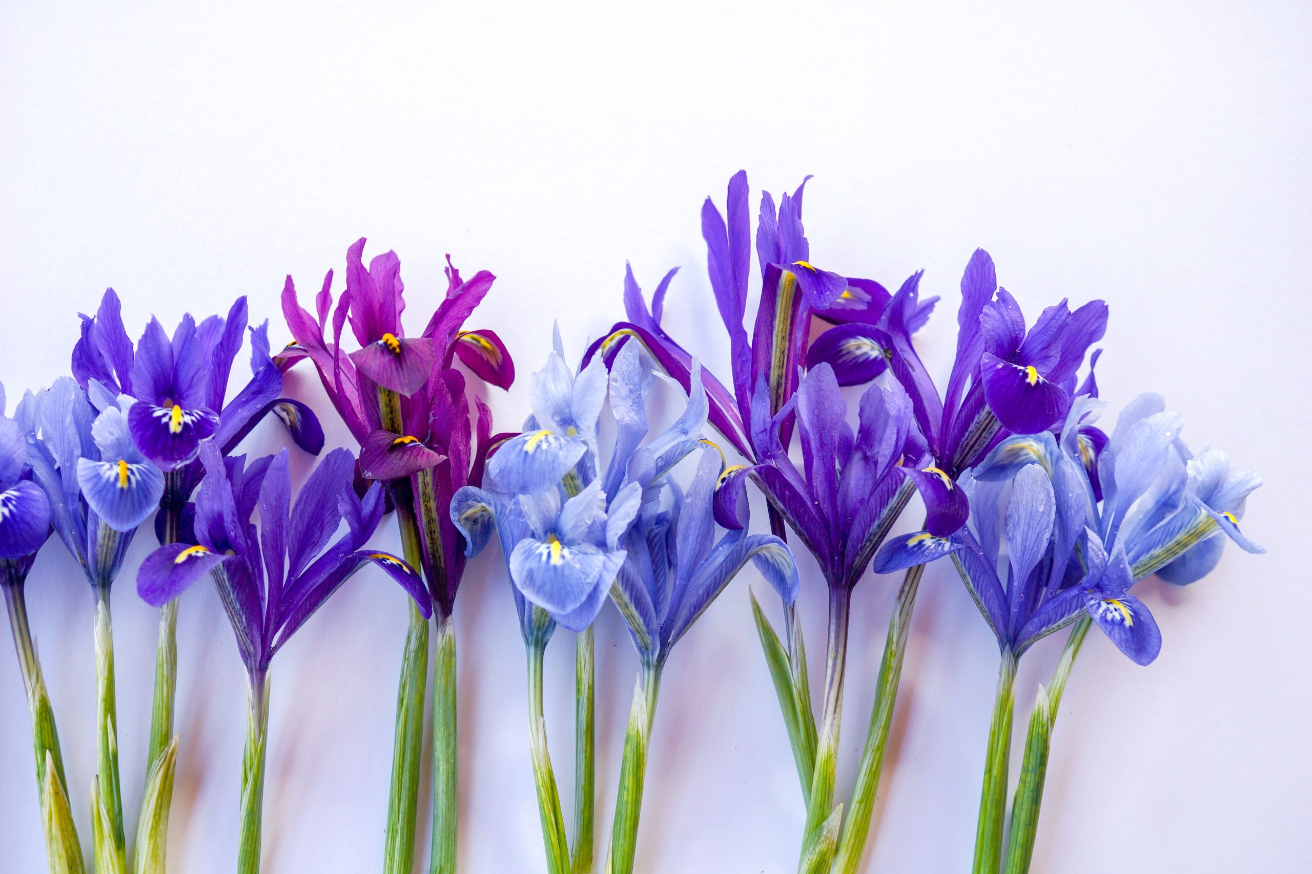 Iris Reticulata Mixed Bulbs Dwarf Spring Flowering Hardy Garden Perennial Flower - Image 5