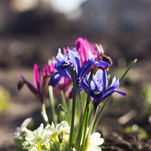 Iris Reticulata Mixed Bulbs Dwarf Spring Flowering Hardy Garden Perennial Flower