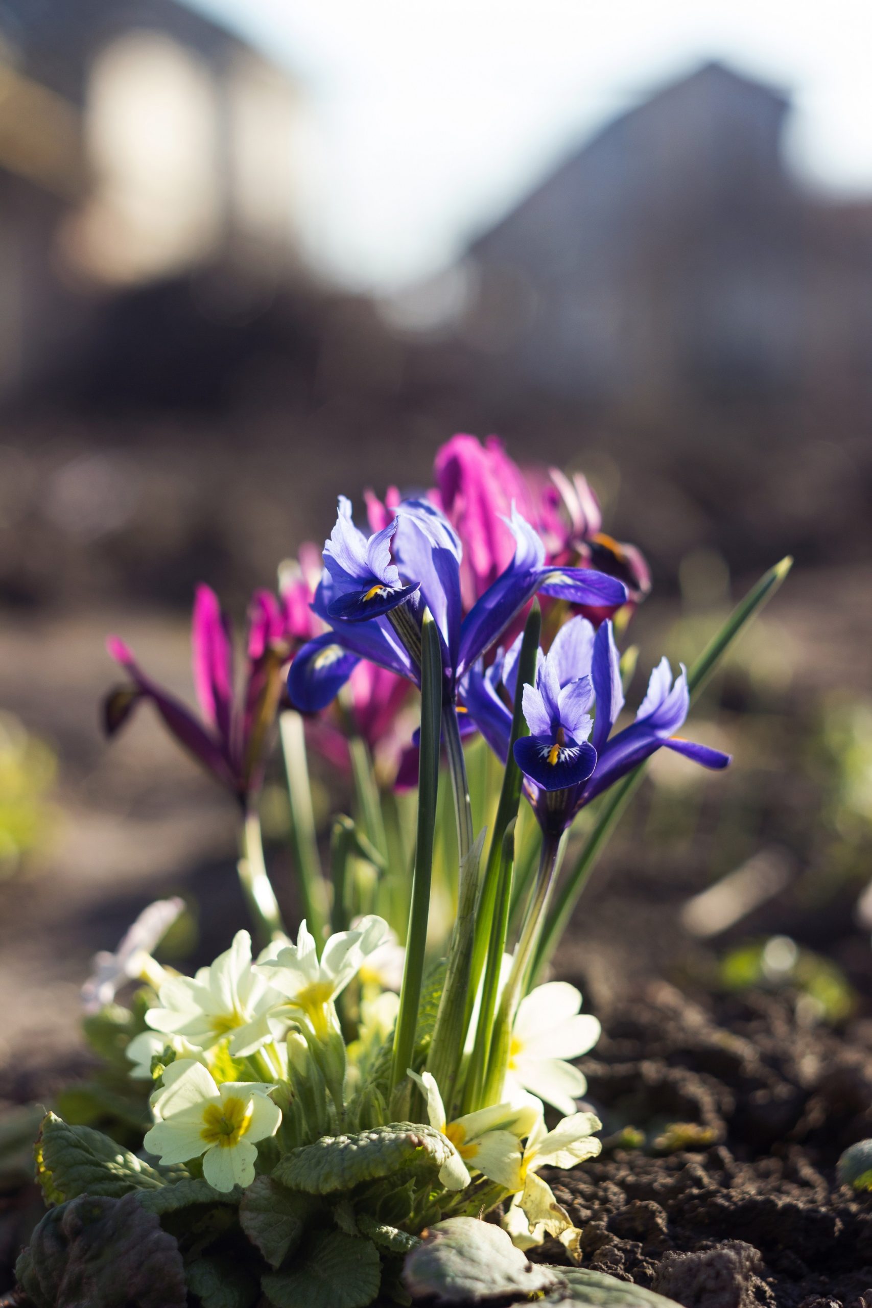 Iris Reticulata Mixed Bulbs Dwarf Spring Flowering Hardy Garden Perennial Flower