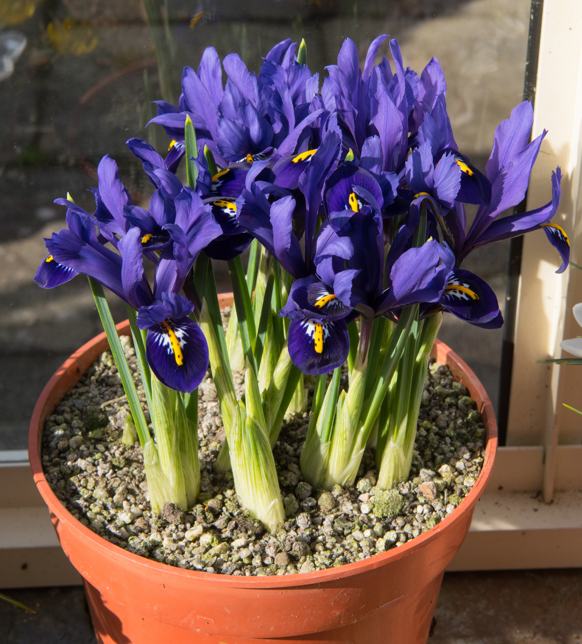 Iris Reticulata Mixed Bulbs Dwarf Spring Flowering Hardy Garden Perennial Flower - Image 3