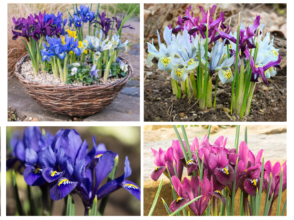 Iris Reticulata Mixed Bulbs Dwarf Spring Flowering Hardy Garden Perennial Flower - Image 6