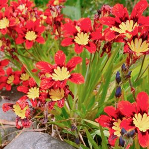 20 SPARAXIS Mix BULBS Spring Flowering Tri-Colour Hardy Perennial Garden Plant