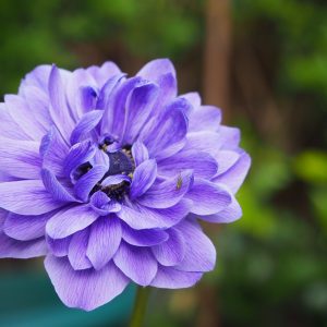 40 Anemone BLUE Lord Lieutenant Bulbs To Plant Now Spring Summer Garden Flowers
