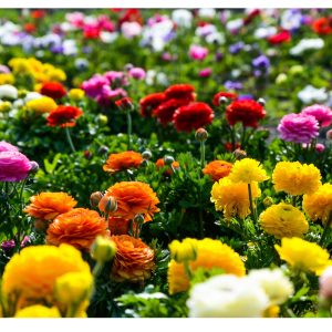 20 Ranunculus Asiaticus MIX Summer Flowering Bulbs Buttercup Garden Perennial