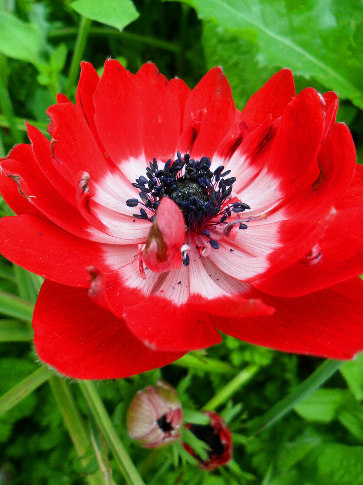 40 Anemone ST. BRIGID Mixed Spring/Summer Flowering Bulbs Garden Perennial Corms - Image 4