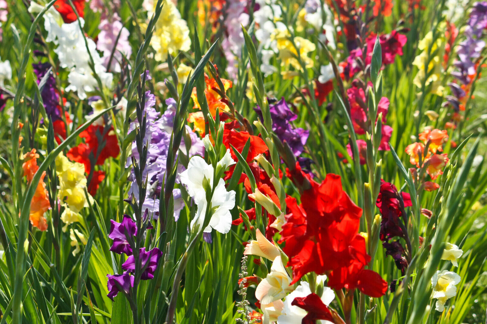20x Gladioli Large Flowering Mixed Bulbs Summer Gladiolus Garden Perennial Corms - Image 2
