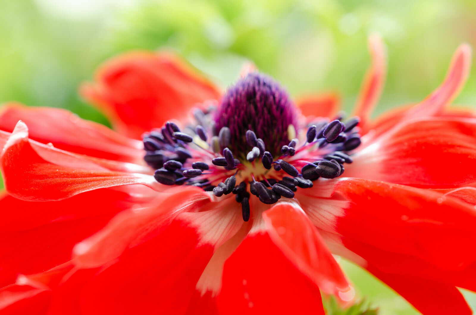 40 Anemone ST. BRIGID Mixed Spring/Summer Flowering Bulbs Garden Perennial Corms - Image 3