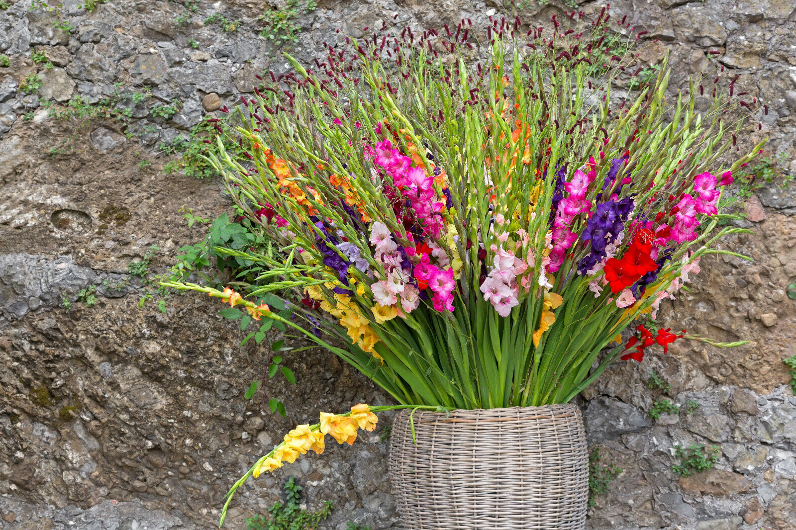 20x Gladioli Large Flowering Mixed Bulbs Summer Gladiolus Garden Perennial Corms - Image 3