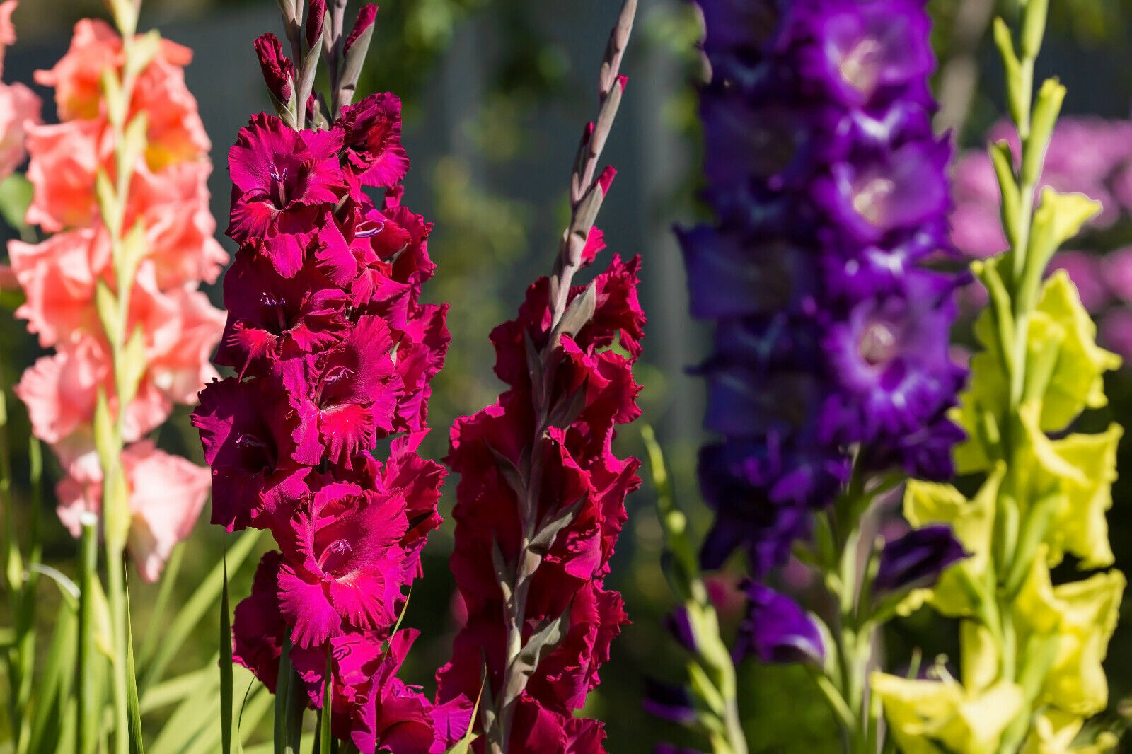 20x Gladioli Large Flowering Mixed Bulbs Summer Gladiolus Garden Perennial Corms - Image 4