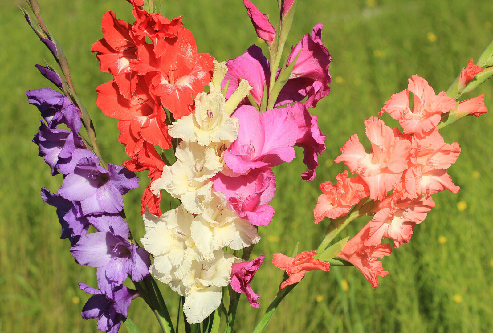 20x Gladioli Large Flowering Mixed Bulbs Summer Gladiolus Garden Perennial Corms - Image 5