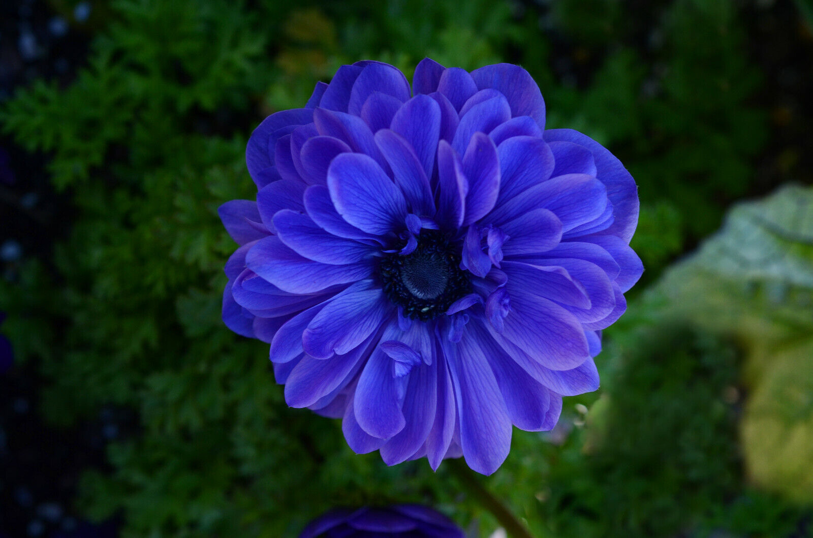 40 Anemone ST. BRIGID Mixed Spring/Summer Flowering Bulbs Garden Perennial Corms - Image 2