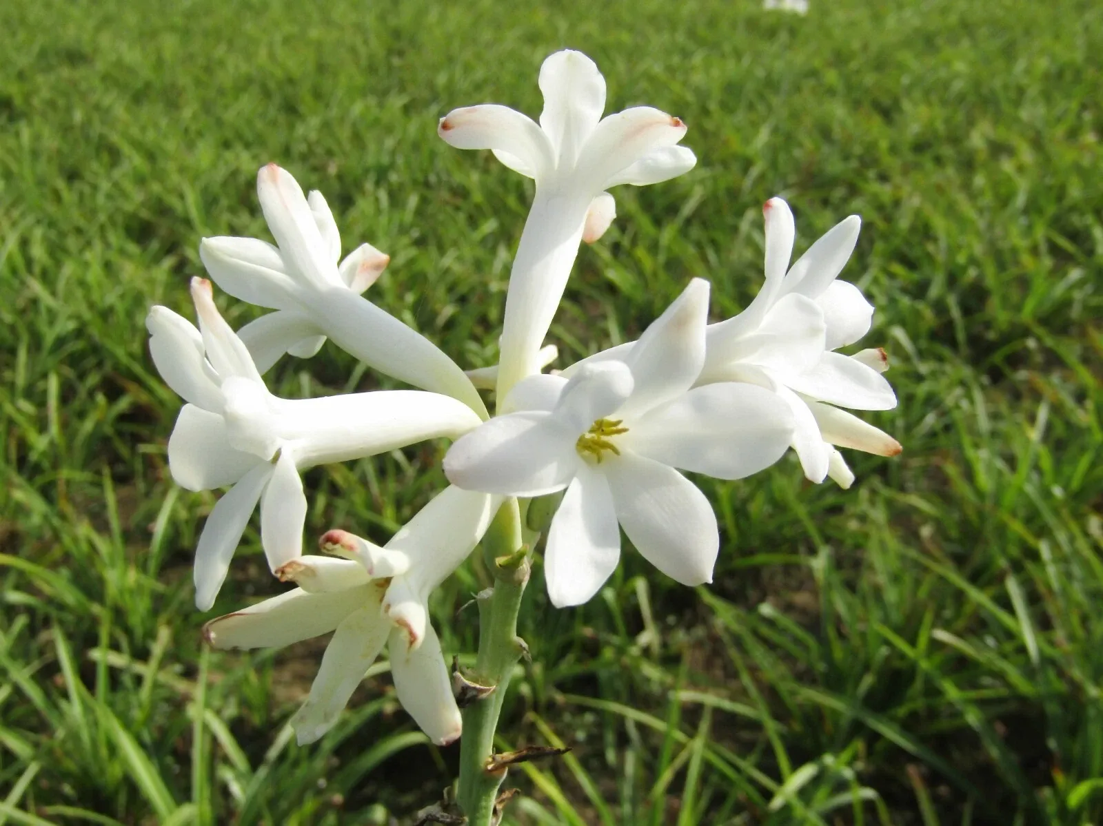 Polianthes Tuberosa The Pearl Summer Bulbs White Fragrant Blooms Double Tubers - Image 3