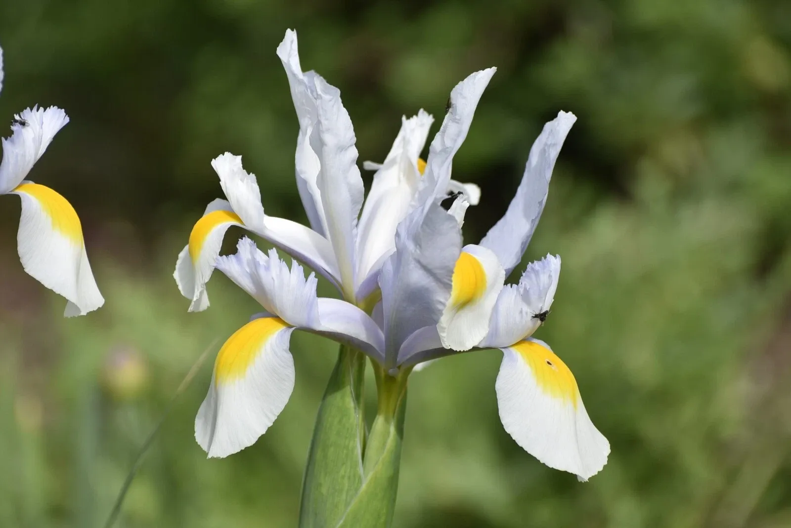 Dutch Iris White Bulbs Iris x hollandica Late Spring Summer Hardy Cut Flowers - Image 3