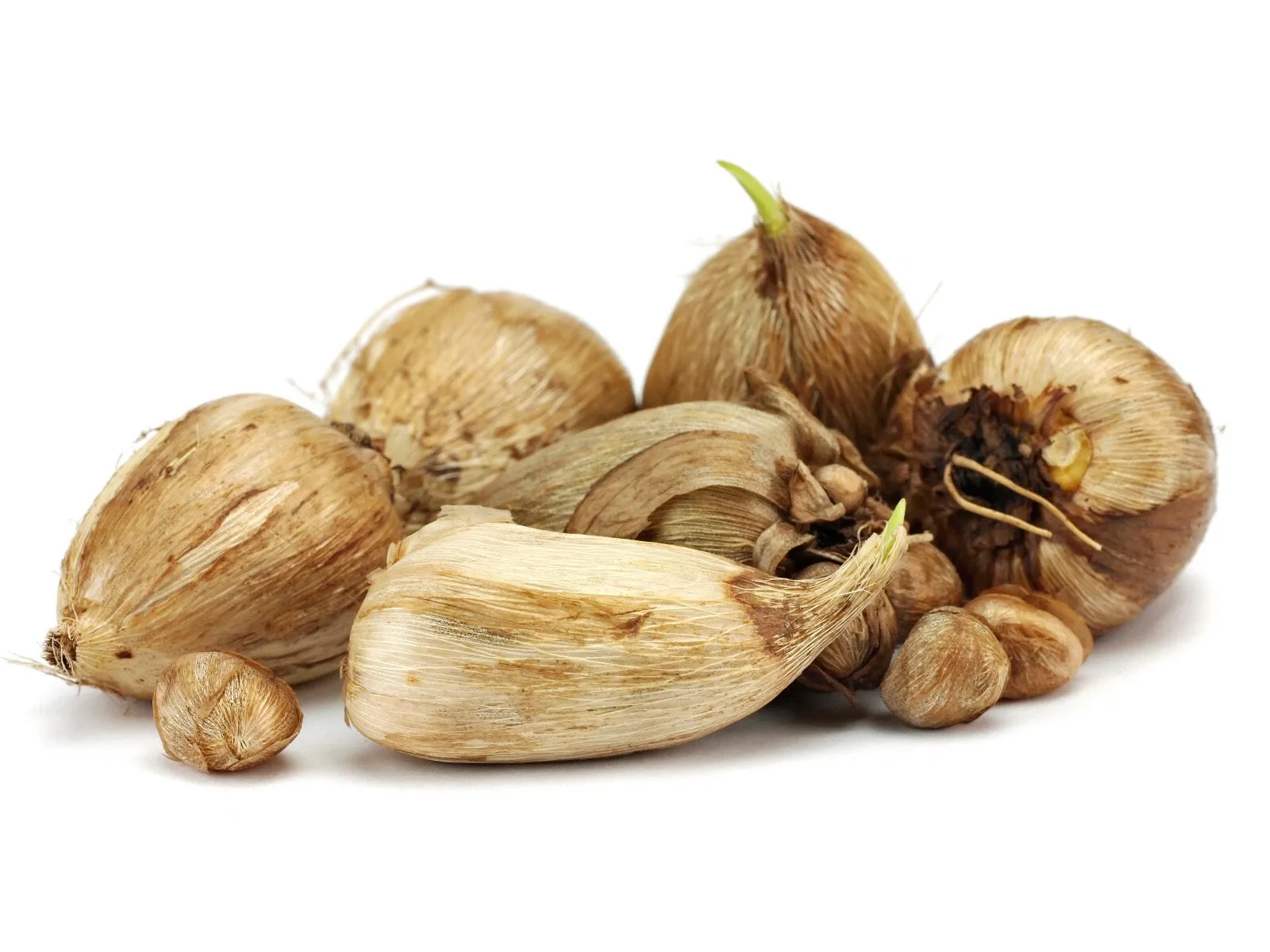 Freesia Double Red Summer Flowering Bulbs Garden Fragrant Cut Flowers Corms - Image 4