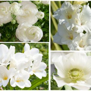 50 White Summer Flowering Bulbs Gladiolus Freesia Ranunculus Anemone de Caen