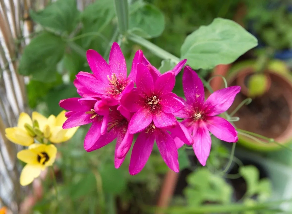 Ixia Mabel Bulbs Pink African Corn Lily Corms Summer Flowering for Planting - Image 8