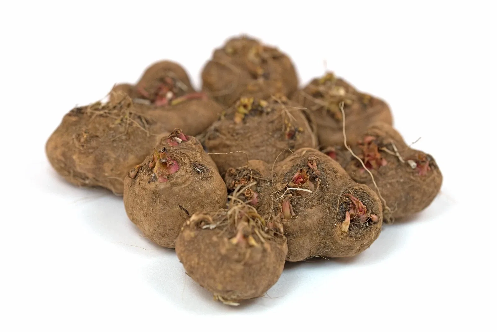 Liatris Spicata Alba Blazing Stars Bulbs Gayfeather Garden Perennial Plant - Image 6