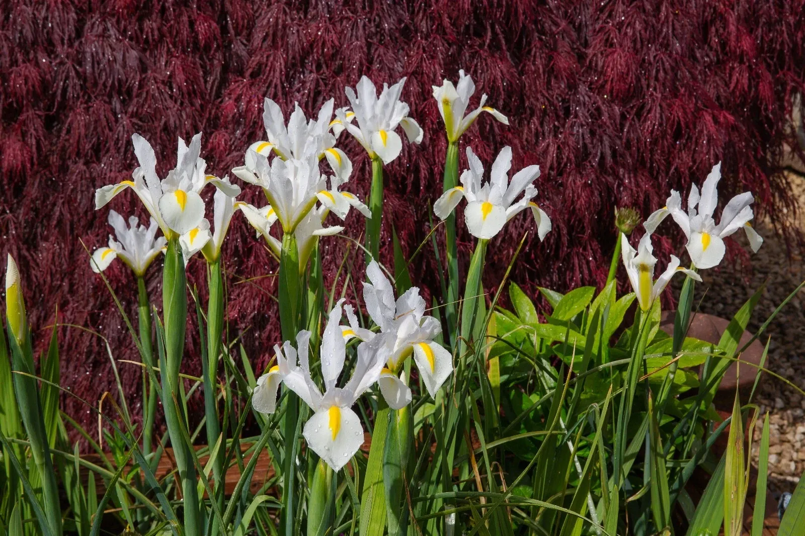 Dutch Iris White Bulbs Iris x hollandica Late Spring Summer Hardy Cut Flowers - Image 7