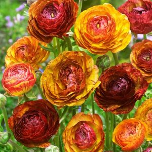 10 Ranunculus Picotee Caffe Corms Summer Flowering Double Blooms Garden Bulbs