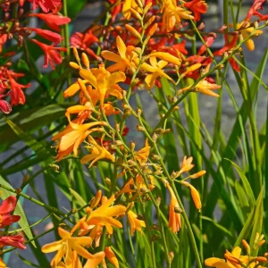 Crocosmia Small Flowering Summer Mix Bulbs Garden Montbretia Perennial Corms