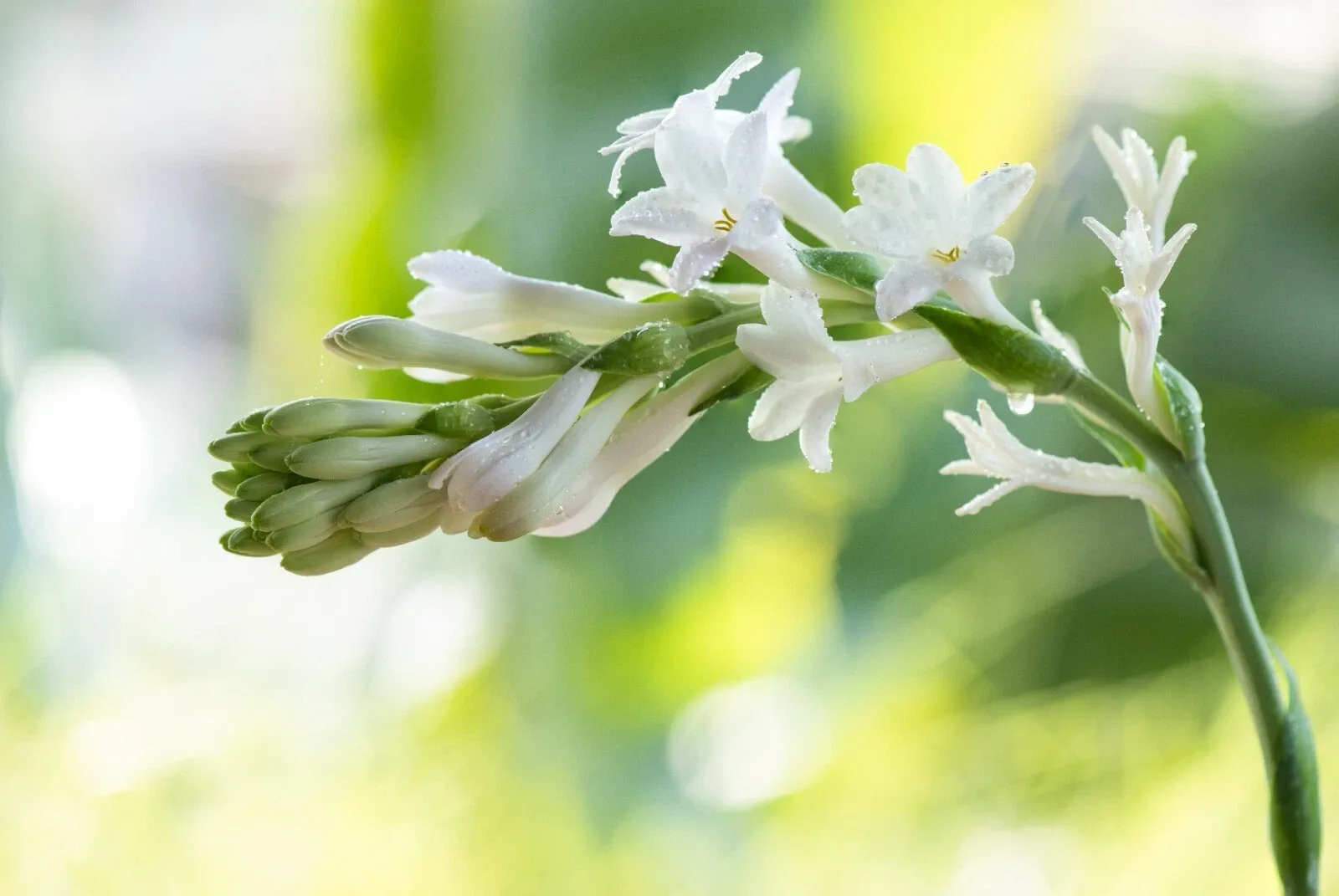 Polianthes Tuberosa The Pearl Summer Bulbs White Fragrant Blooms Double Tubers - Image 4