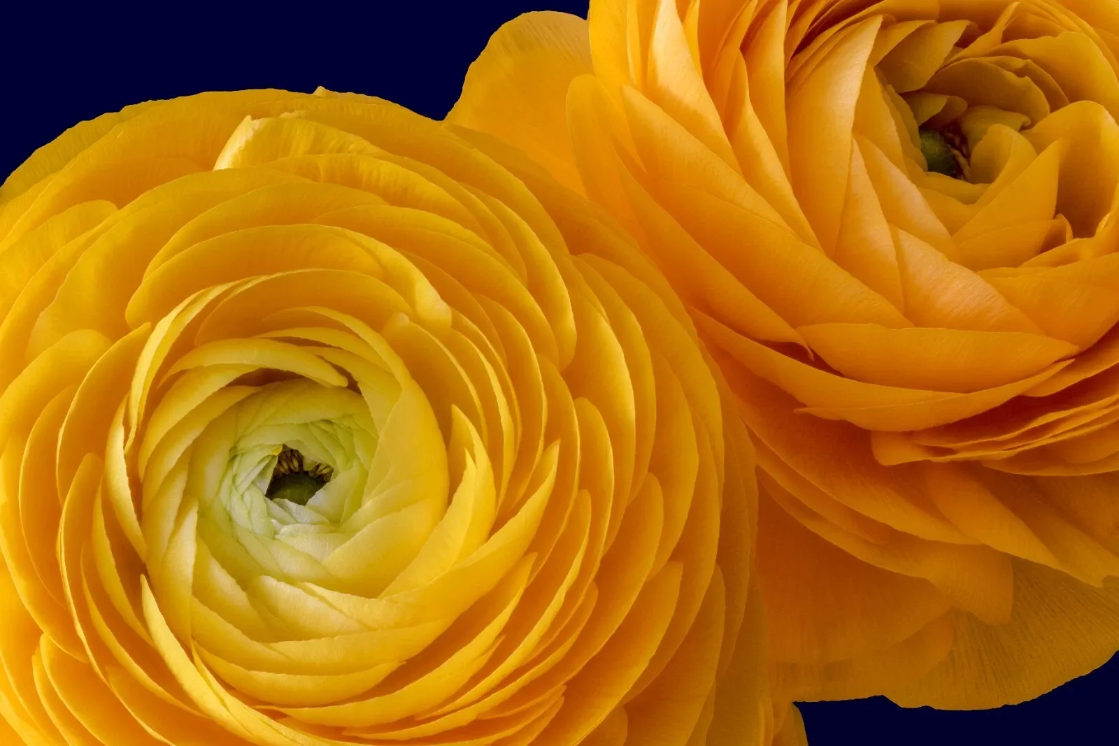 20 Ranunculus Asiaticus Aviv Yellow Bulbs Summer Double Cut Flowers Garden Corms - Image 5