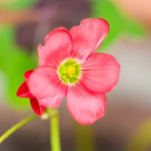 Oxalis Iron Cross Bulbs Good Luck Four Leaf Clover Summer Flowering Perennial