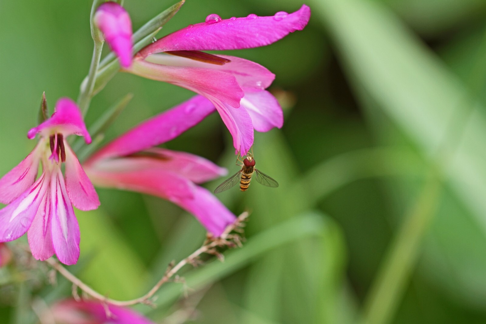 Gladiolus Byzantinus Bulbs Beautiful Hardy Perennials Gladioli Flower Plant - Image 2