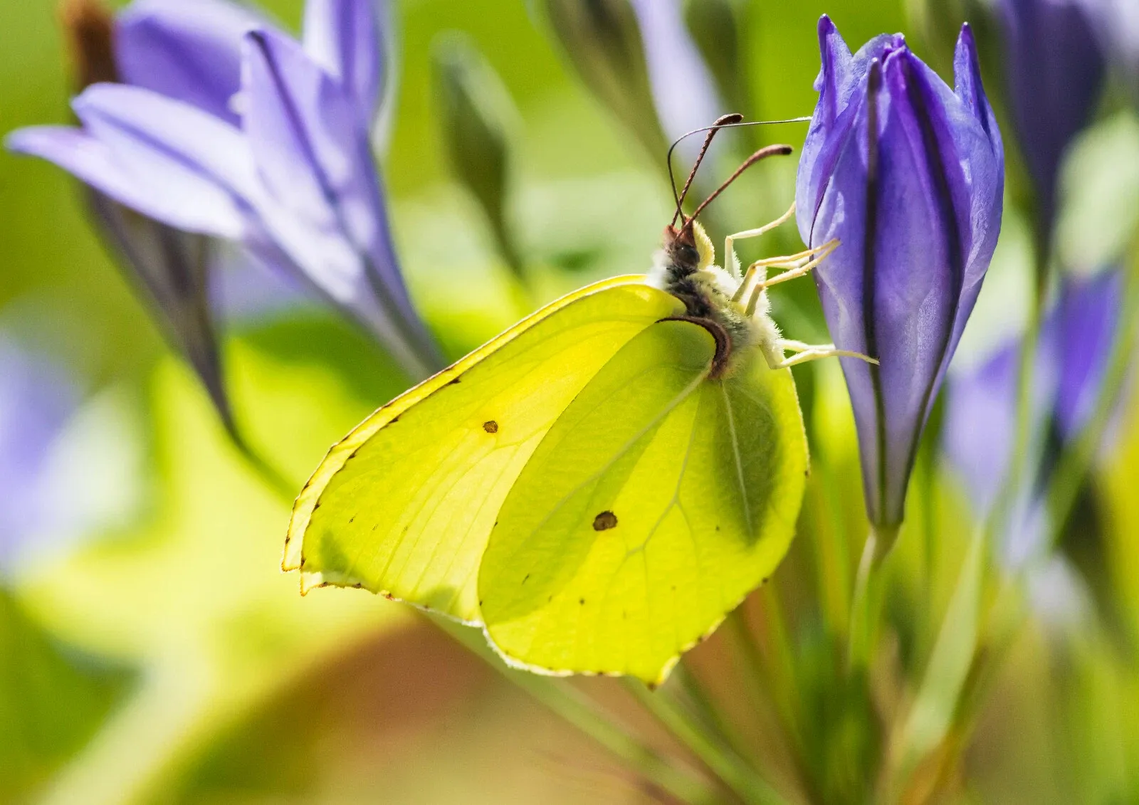 Triteleia Queen Fabiola Summer Flowering Bulbs Triplet Lily Blue Flower Corms - Image 2