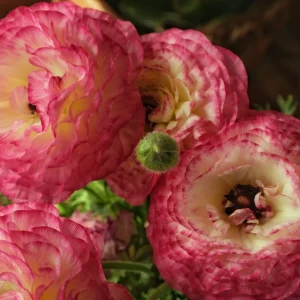 10x Ranunculus asiaticus Picotee Mix Corms Mixed Double Blooms Cut Flowers Bulbs