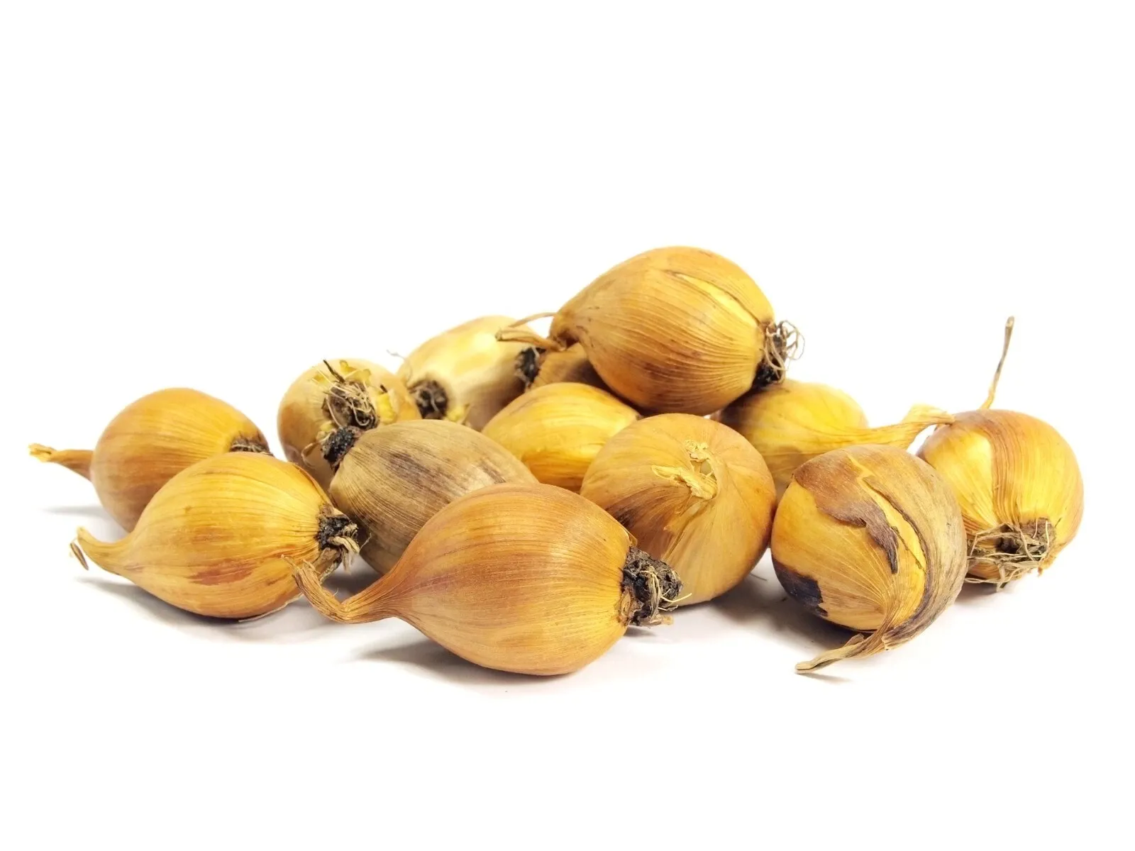 Dutch Iris White Bulbs Iris x hollandica Late Spring Summer Hardy Cut Flowers - Image 2