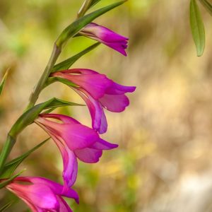 Gladiolus Byzantinus Bulbs Beautiful Hardy Perennials Gladioli Flower Plant