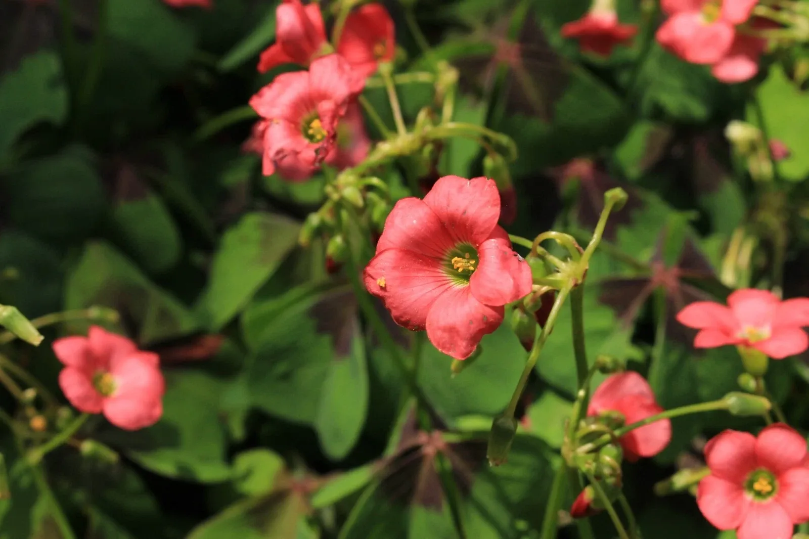 Oxalis Iron Cross Bulbs Good Luck Four Leaf Clover Summer Flowering Perennial - Image 5