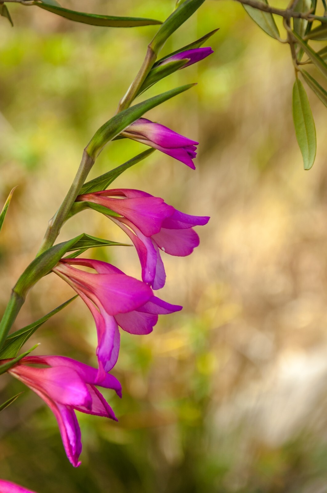 Gladiolus Byzantinus Bulbs Beautiful Hardy Perennials Gladioli Flower Plant