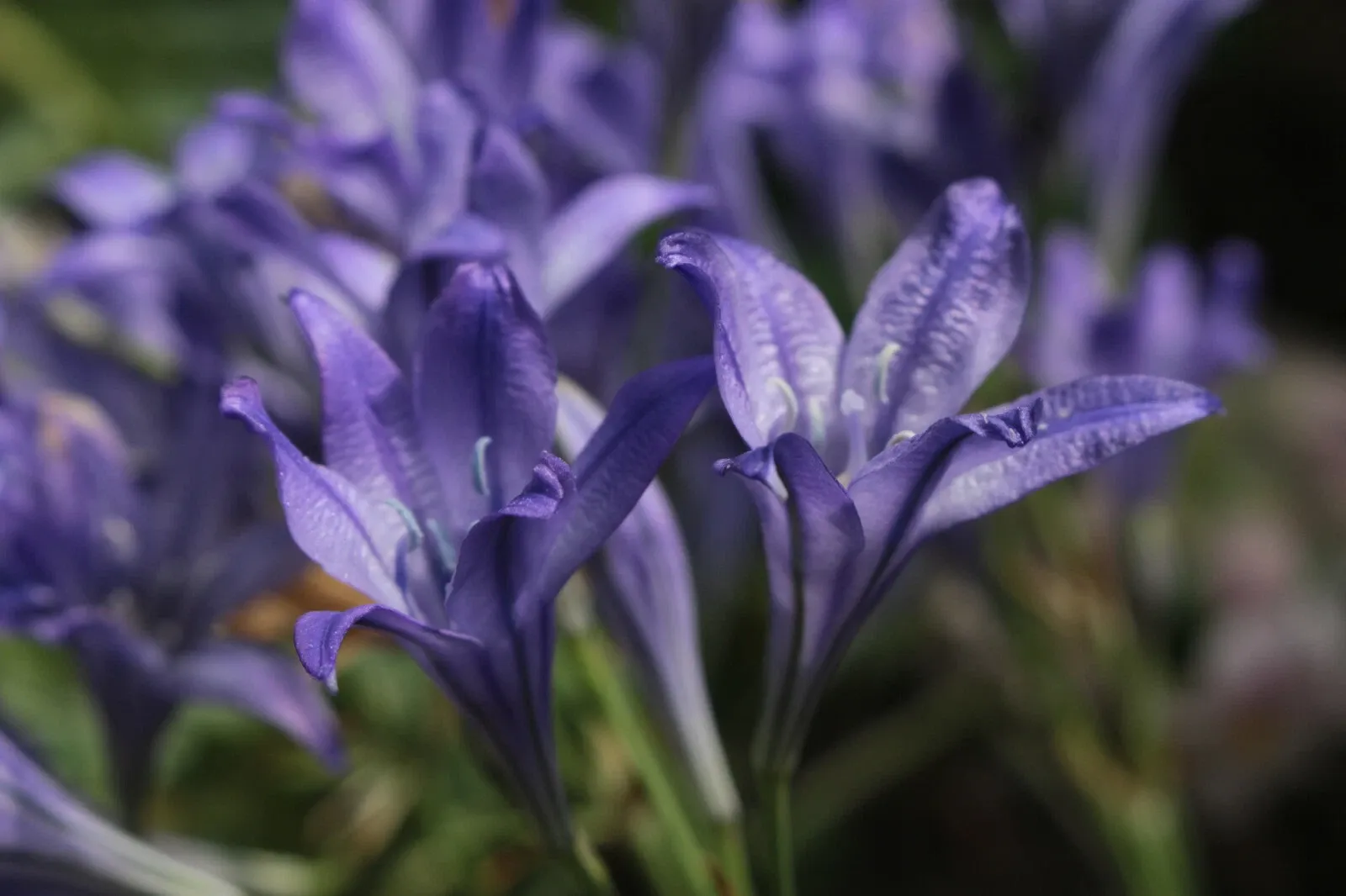 Triteleia Queen Fabiola Summer Flowering Bulbs Triplet Lily Blue Flower Corms - Image 5