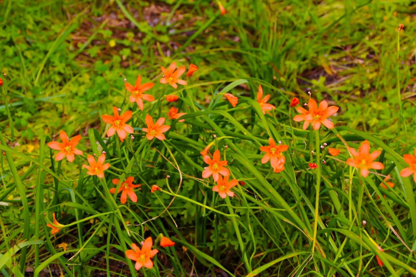 Homeria Mixed Corms Summer Flowering Cape Tulip Bulbs for Pots and Borders - Image 7