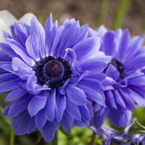 Anemone BLUE Lord Lieutenant Bulbs To Plant Now Spring Summer Garden Flowers