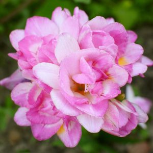 Freesia Double Pink Bulbs Fragrant Summer Flowering Garden Pots Cut Flowers