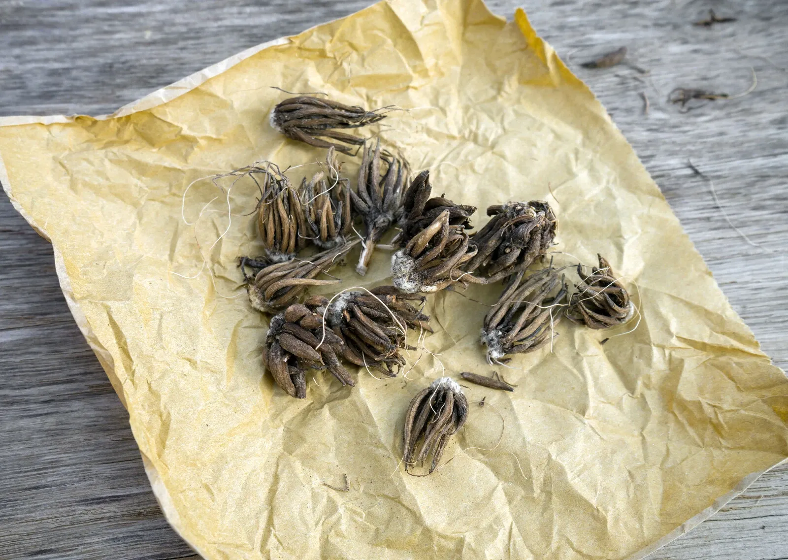 20 Ranunculus Asiaticus Aviv Yellow Bulbs Summer Double Cut Flowers Garden Corms - Image 3