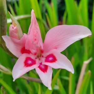 Gladioli Nanus Impressive Bulbs Pink Summer Flowering Dwarf Garden Corms