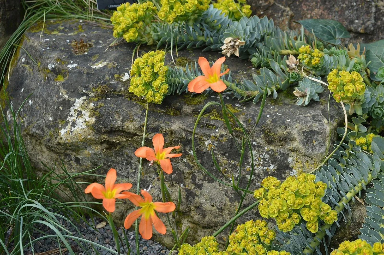 Homeria Mixed Corms Summer Flowering Cape Tulip Bulbs for Pots and Borders - Image 8