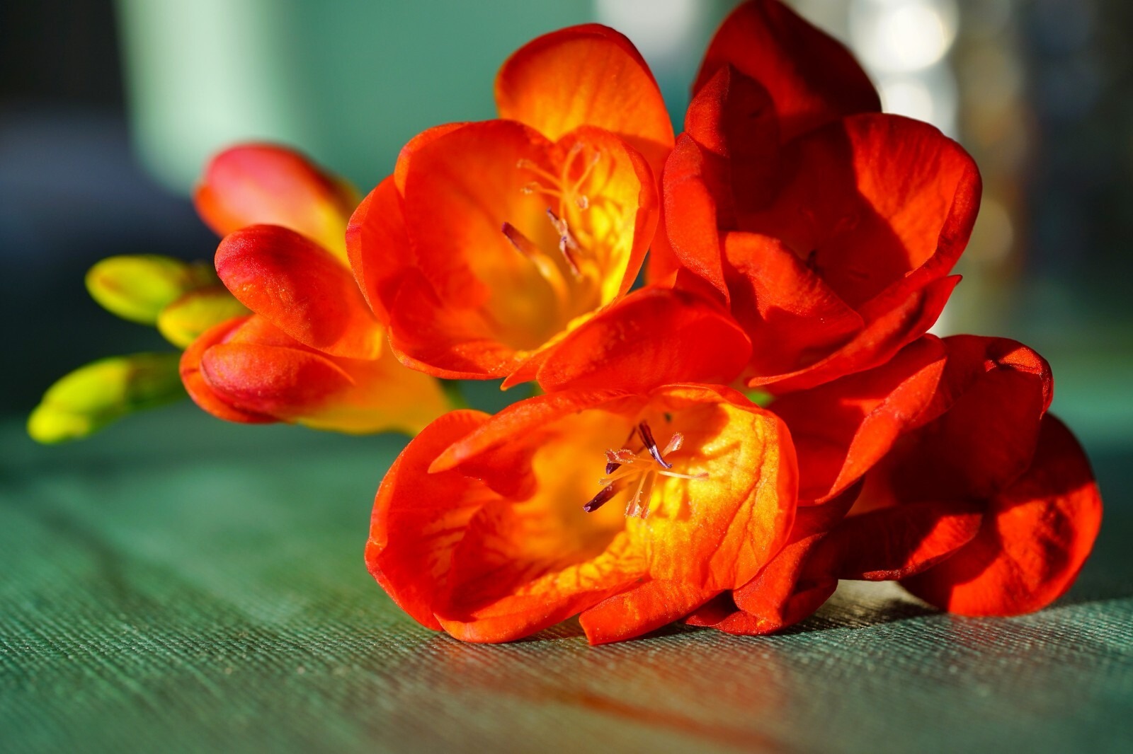 Freesia Double Red Summer Flowering Bulbs Garden Fragrant Cut Flowers Corms - Image 7