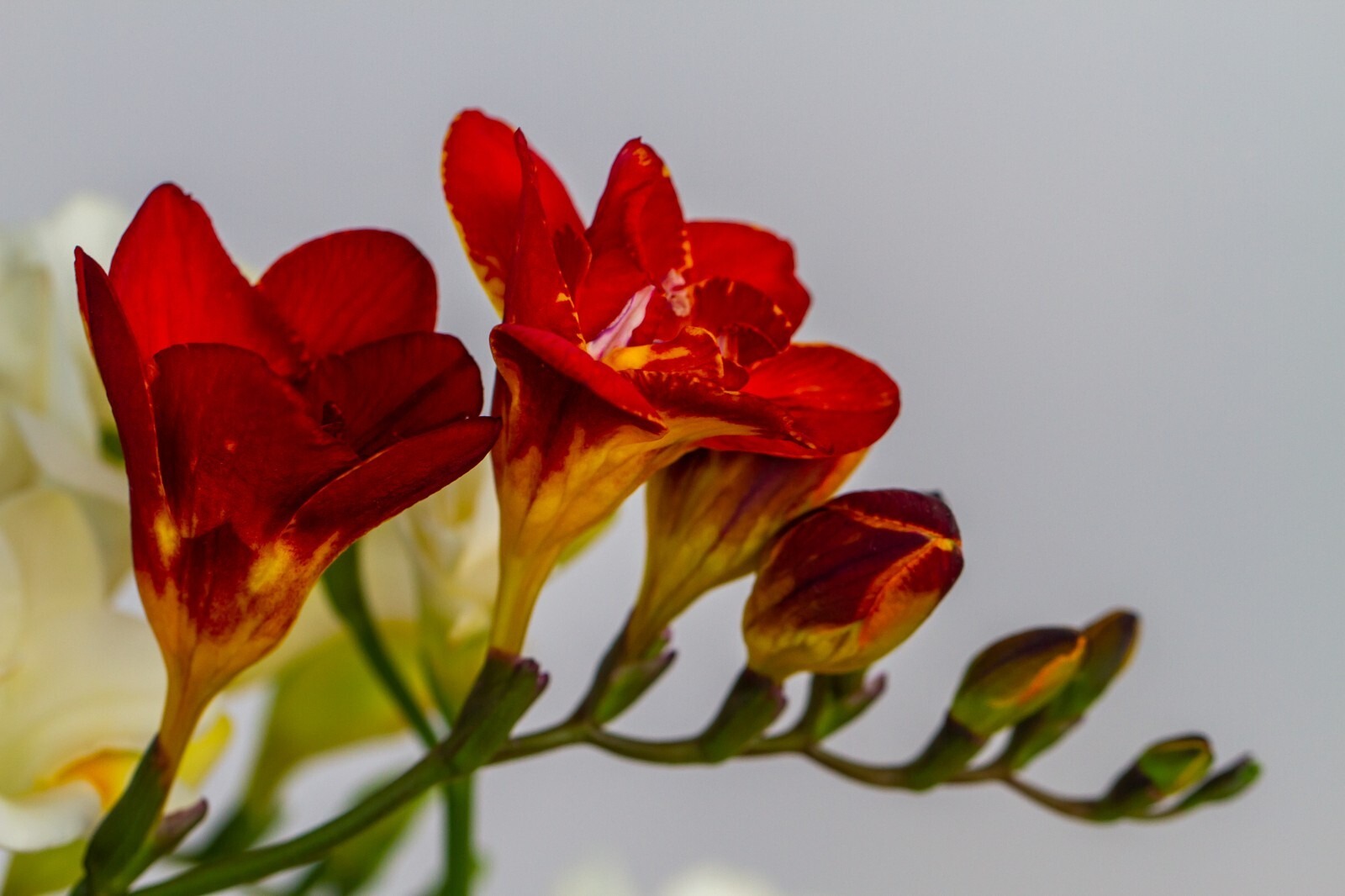 Freesia Double Red Summer Flowering Bulbs Garden Fragrant Cut Flowers Corms - Image 6