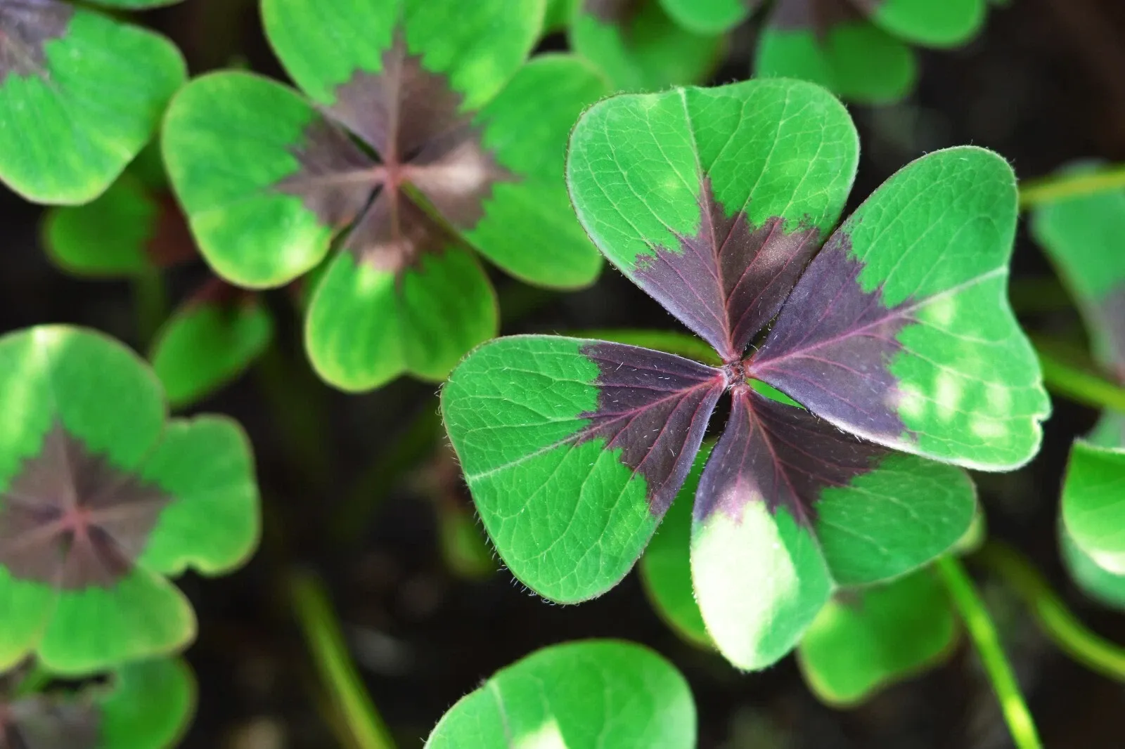 Oxalis Iron Cross Bulbs Good Luck Four Leaf Clover Summer Flowering Perennial - Image 6