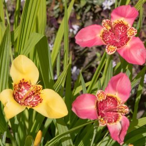Tigridia Pavonia Mixed Summer Flowering Perennial Bulbs Peacock Tiger Iris