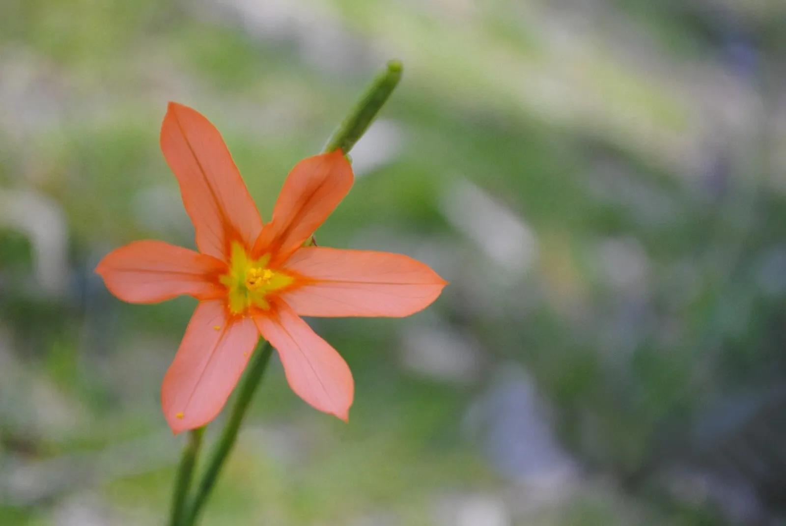 Homeria Mixed Corms Summer Flowering Cape Tulip Bulbs for Pots and Borders - Image 3